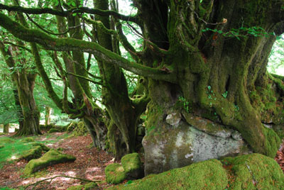 Ancient Beeches Near Burrator Reservoir Dartmoor