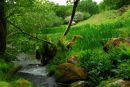 The Meavy river, near Norwsorthy Bridge, in Spring.