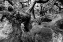 Wistmans Wood Dartmoor
