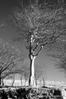 Beech at Fourwinds Merrivale Dartmoor