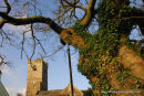 The church of St Peter and the ancient oak Meavy Devon.