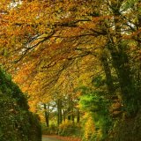 Lane near Lydford November 2019