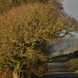 Lane near Brentor March 2018