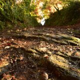 Hollloway at Middlemoor, November 2017