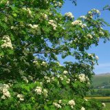 Rowan flowers, Whitchurch down, May 2016
