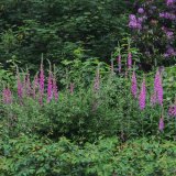 Foxgloves in Tavistock June 2016