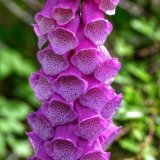 Dartmoor foxglove June 2016