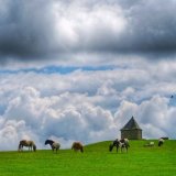 Ponies at the pimple, June 2016