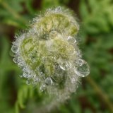 Fern frond with raindrops