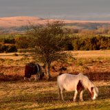 Ponies Whitchurch down December 2016.