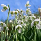 Snowdrops at Lamerton January 2017