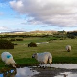 Sheep, Whitchurch down, February 2017