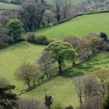 Fields near Brentor, April 2017