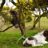 Ponies on Plasterdown May 2017.