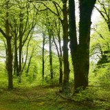 Beech woodland plasterdown May 2017