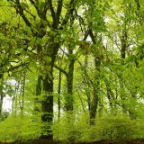 May woodland, Plasterdown Dartmoor 2017