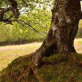 Birch tree, plasterdown May 2017