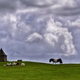 Ponies and the pimple Whitchurch down June 2017