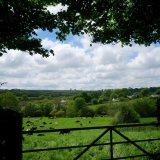 Lamerton cows, May 2017