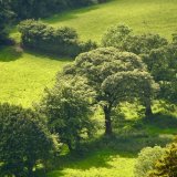 View near Brentor June 2017