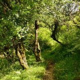 Moorland path near Whitchurch down July 2017