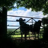 Cows at Lamerton June 2017