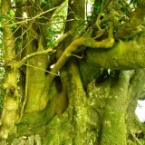 Beech and holly trees July 2017