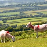 Sheep on Pork hill Dartmoor June 2017