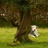 Sheep near Brentor August 2017