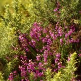 Heather, near Brentor August 2017.