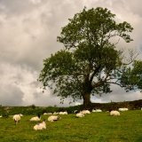 Sheep & tree near Sampford Spiney August 2017.