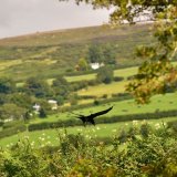 Crow, Whitchurch down, September 2017