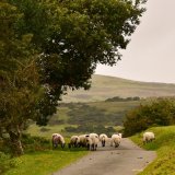 Sheep in lane near Pew Tor September 2017