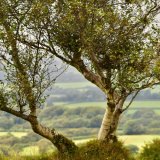 Birch near Pew Tor September 2017