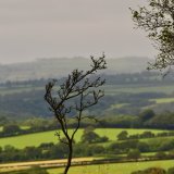 Young hawthorn near pew tor August 2017