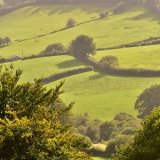 Fields near Mary Tavy September 2017