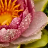 Waterlily September 2017