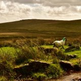 Sheep at Fourwinds September 2017