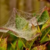 Gossamer October 2017