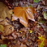 Leaves in Tavistock September 2017