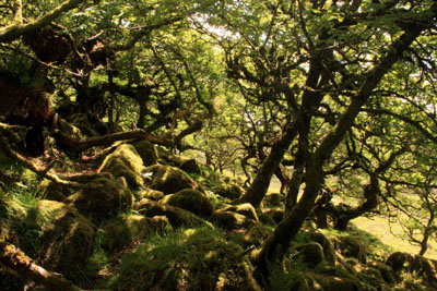 Wistmans Wood