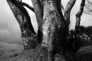 Beech At Merrivale Dartmoor