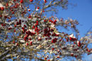 Berries And Snow December 2010