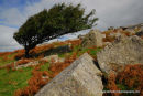Hawthorn and Quarrystone Bodmin Moor Cornwall