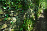 Dry stone wall along ancient trackway at Middlemoor Dartmoor