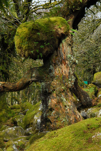 Grand Oak Wistmans Wood