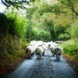 Sheep in Moortown lane, Dartmoor. November 2014.