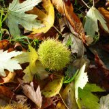 Autumn carpet October 2014
