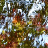 Autumn reflections, November 2014