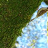 Treecreeper